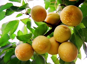 經(jīng)過太陽能殺蟲燈防治后的貴妃杏