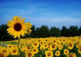 ̫��ܚ��x��