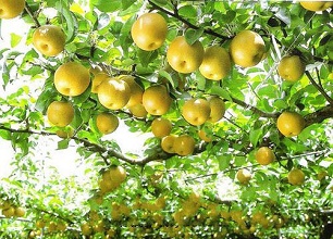 經(jīng)過(guò)太陽(yáng)能殺蟲燈防治后的梨樹