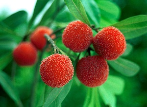 經(jīng)過(guò)太陽(yáng)能殺蟲(chóng)燈防治后的楊梅