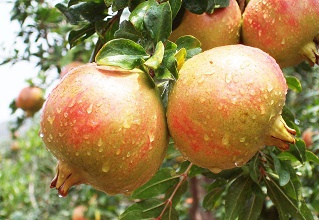 ��(j��ng)�^(gu��)̫�(y��ng)�ܚ��x(ch��ng)�����κ��ʯ��DƬ